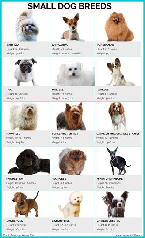 Small Dog Breeds in 2023 | Dog breeds chart, Cute dogs breeds, Small dog breeds