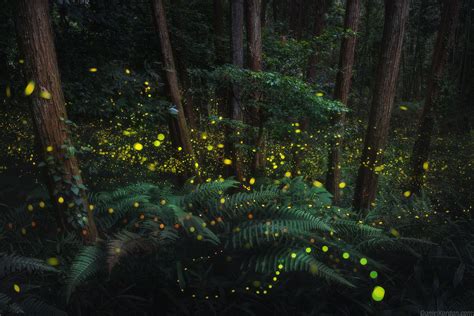 A Dazzling Series of Photos Captures the Soft Glow of Firefly Mating Season in Japan | Colossal ...