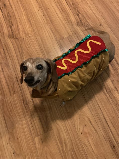 Modeling last year’s costume. An obligatory dachshund costume. : r ...