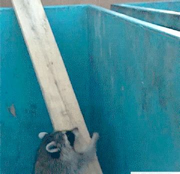 Smart Raccoon | Funny Cat GIFs | Funny cat photos, Raccoon funny, Funny animals
