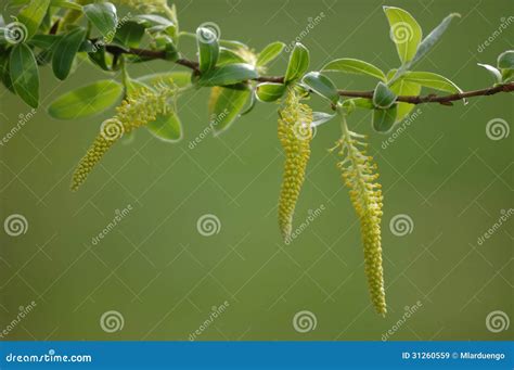 White Willow stock image. Image of countryside, flower - 31260559