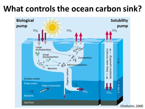 What controls the ocean carbon sink