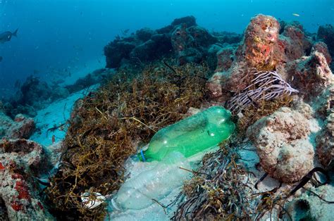 Plastic Pollution Is Killing Coral Reefs, 4-Year Study Finds | NCPR News