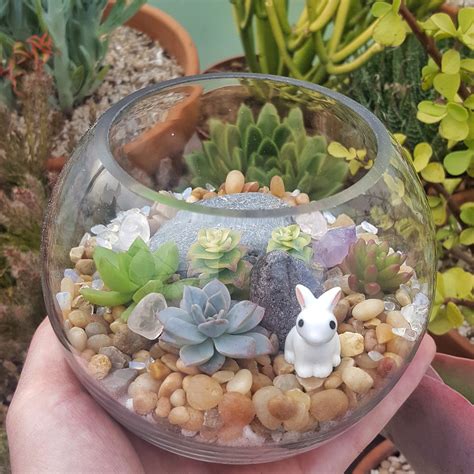 Succulent terrarium in glass bowl