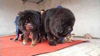 Tibetan Mastiff Size Comparison To Human