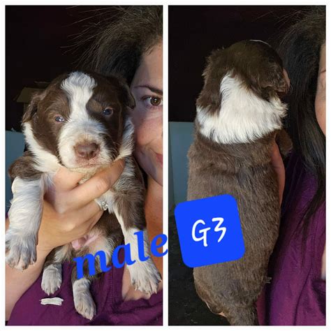 Border Collie Puppies - Top AKC Border Collie Puppies Breeder