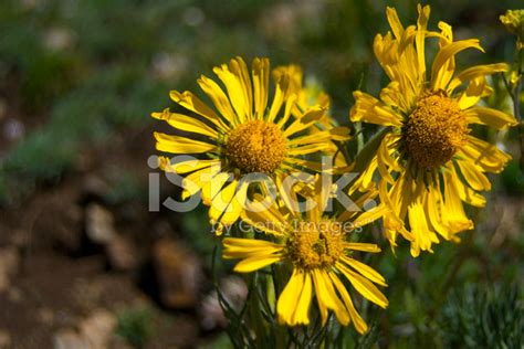 Wildflowers Of Colorado Stock Photo | Royalty-Free | FreeImages