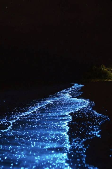 Bioluminescent plankton in 2023 | Maldives sea of stars, Sea of stars ...