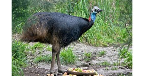 What Do Cassowaries Eat? - A-Z Animals