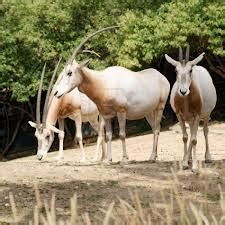 World All Animals: Bovid