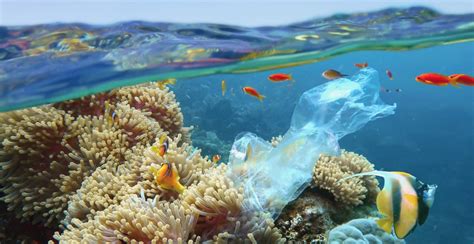 Coral reefs around the world are in grave danger and here's why | Mapped