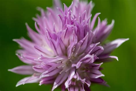 Chives Herb Flower • Free Nature Stock Photo