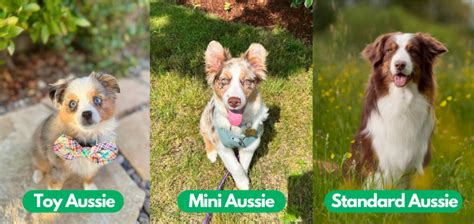 Mini Aussie Size Comparison