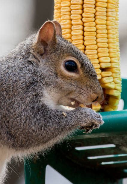 60+ Funny Squirrel Eating Corn Stock Photos, Pictures & Royalty-Free Images - iStock