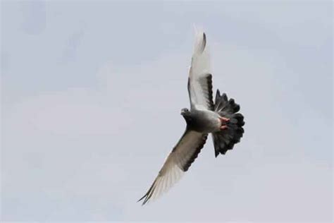 How To Train A Carrier Pigeon – Pigeonpedia