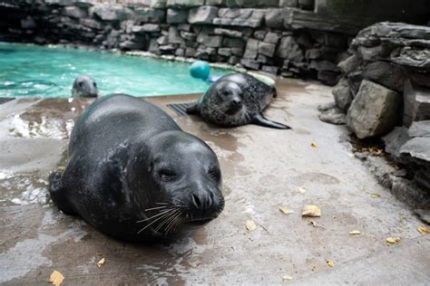 Animals - Aquarium of Niagara