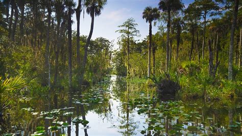 Big Cypress National Preserve Guide - Uncharted Florida