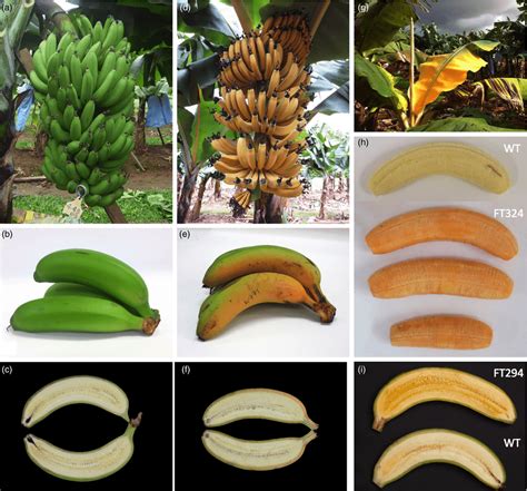 Vitamin-A rich GMO banana, which could fight malnutrition in Africa, ready for field trials ...