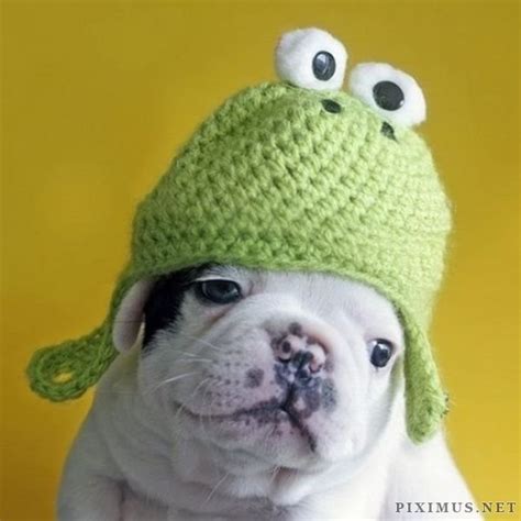 Animals wearing hats | Animals