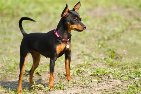 Are Miniature Pinscher Noisy