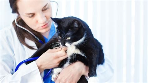 Cystitis In Cats: Symptoms, Causes, & Treatments - CatTime