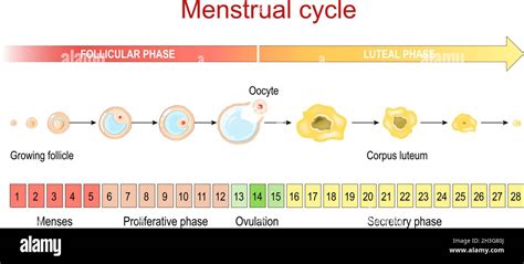 Menstrual cycle. Luteal and Follicular phase. Growing follicle, Oocyte ...