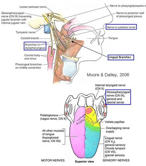 Cranial nerves, Dental hygiene school, Nursing school tips