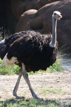 Adaptations - The Ostrich