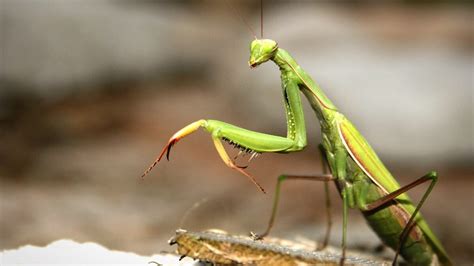 Praying Mantises in Florida: What to Know About These Majestic Insects