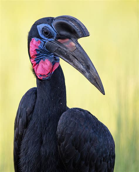 Abyssinian Ground Hornbill | Focal World