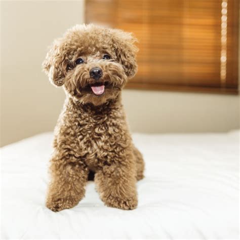 Toy Poodle Puppies for Sale | Available in Tucson & Phoenix AZ