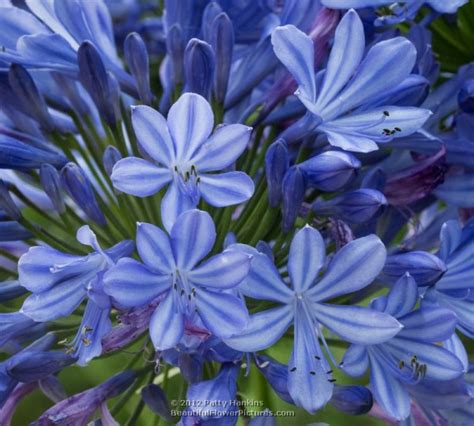 Lily of the Nile – agapanthus | Beautiful Flower Pictures Blog