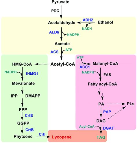 Simplified schematic representation of key fluxes in lycopene ...