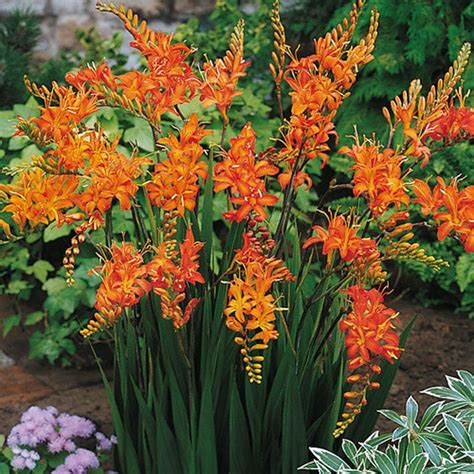 6 Orange Crocosmia Iris Bulbs Corms Montbretia Iridaceae | Etsy