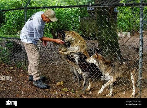 man feeding wolves, staff, cyclone fence, wildlife, rescued animal ...