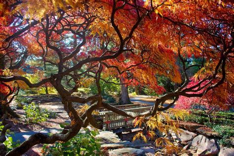 Tips to take in the beauty of autumn at Longwood Gardens | Entertainment | lancasteronline.com