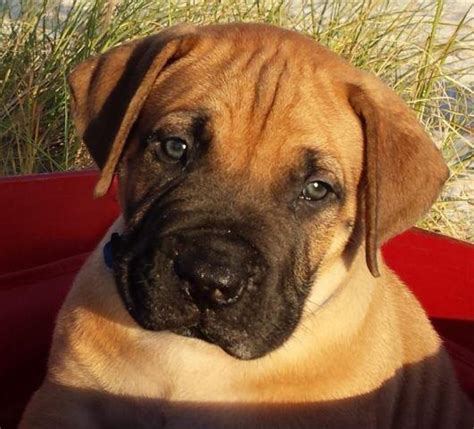 Rare South African Mastiff Puppies/Boerboels for Sale in Sarasota, Florida Classified ...