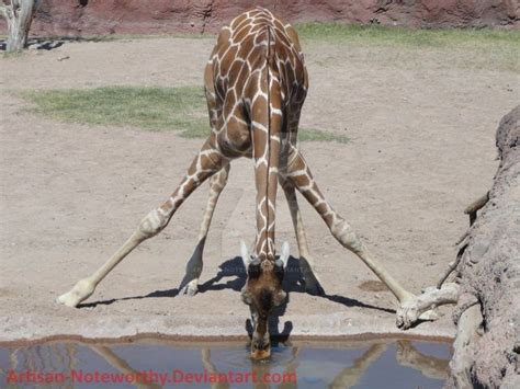 Giraffe Drinking by Artisan-Noteworthy on DeviantArt