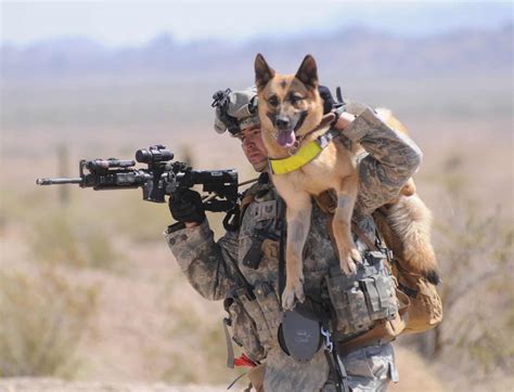 40 Pictures of Military Service Dogs