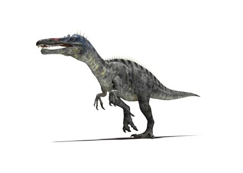 Suchomimus Facts, Habitat, Diet, Fossils, Pictures