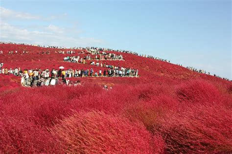 Celebrate the Arrival of Autumn at Hitachi Seaside Park