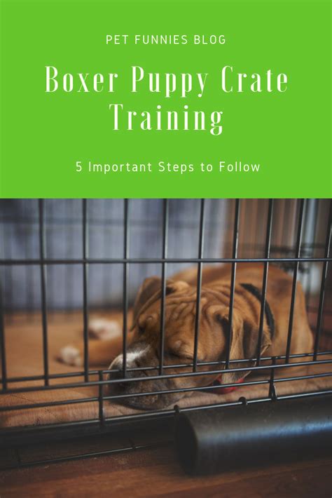 Boxer Puppy Crate Training: 5 Important Steps to Follow | Crate ...