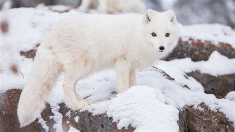 Arctic Fox Adaptations