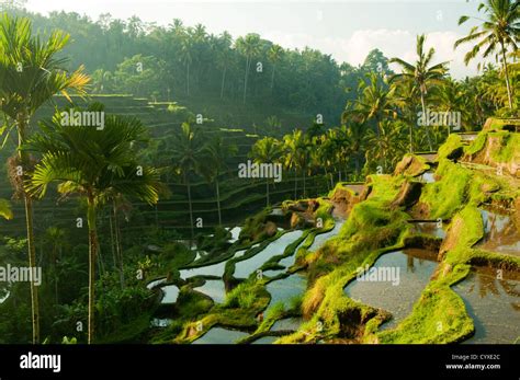 Terrace rice fields in morning sunrise, Bali, Indonesia Stock Photo - Alamy