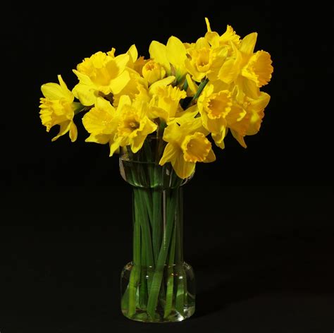 Free Images : yellow, flower arrangement, daffodils, narcissus, amaryllidoideae, floristry ...