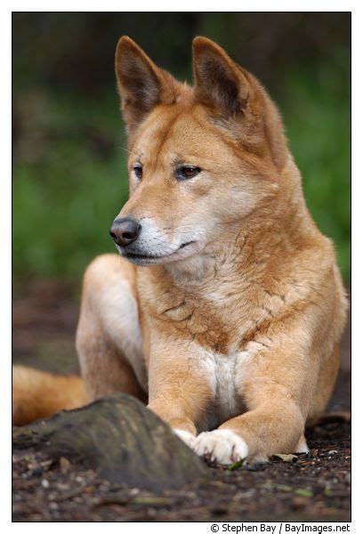 Dingo resting. Canis familiaris dingo. Australian wild dog. - National ...