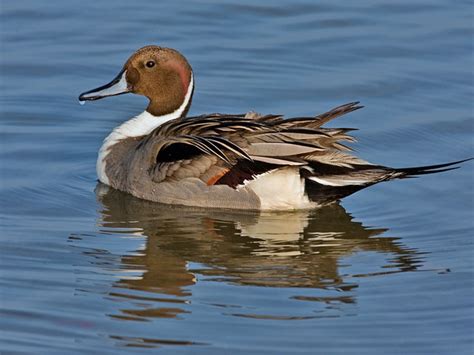 Northern Pintail