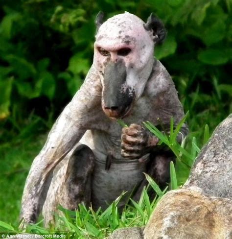 Pitiful plight of the bare baboon: Hairless female spotted alone in the bush after being ...