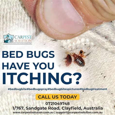 Bed Bug Bites Identification Treatment Prevention - vrogue.co