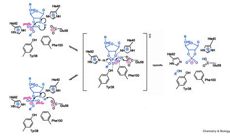 Mechanism of RNase T1: concerted triester-like phosphoryl transfer via ...